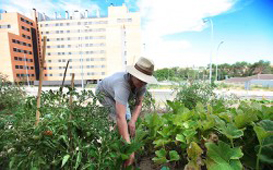 Cultivar la resiliencia. Los aportes de la agricultura urbana a las ciudades en transición.